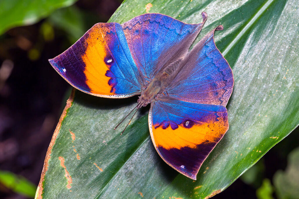 motýlia záhrada