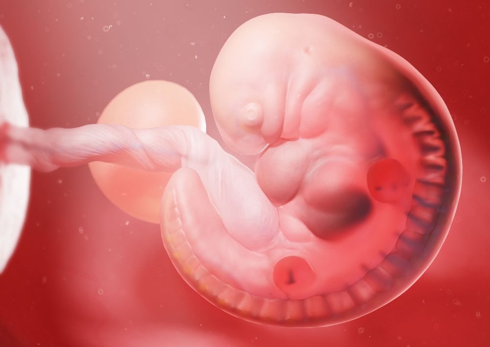 embryo v 6. týždni tehotenstva
