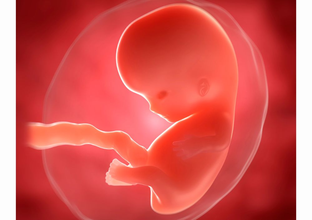 9. týždeň a veľkosť embrya