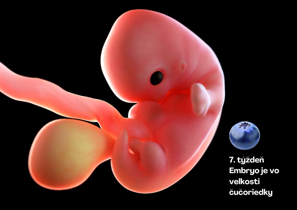 Veľkosť embrya v 7. týždni