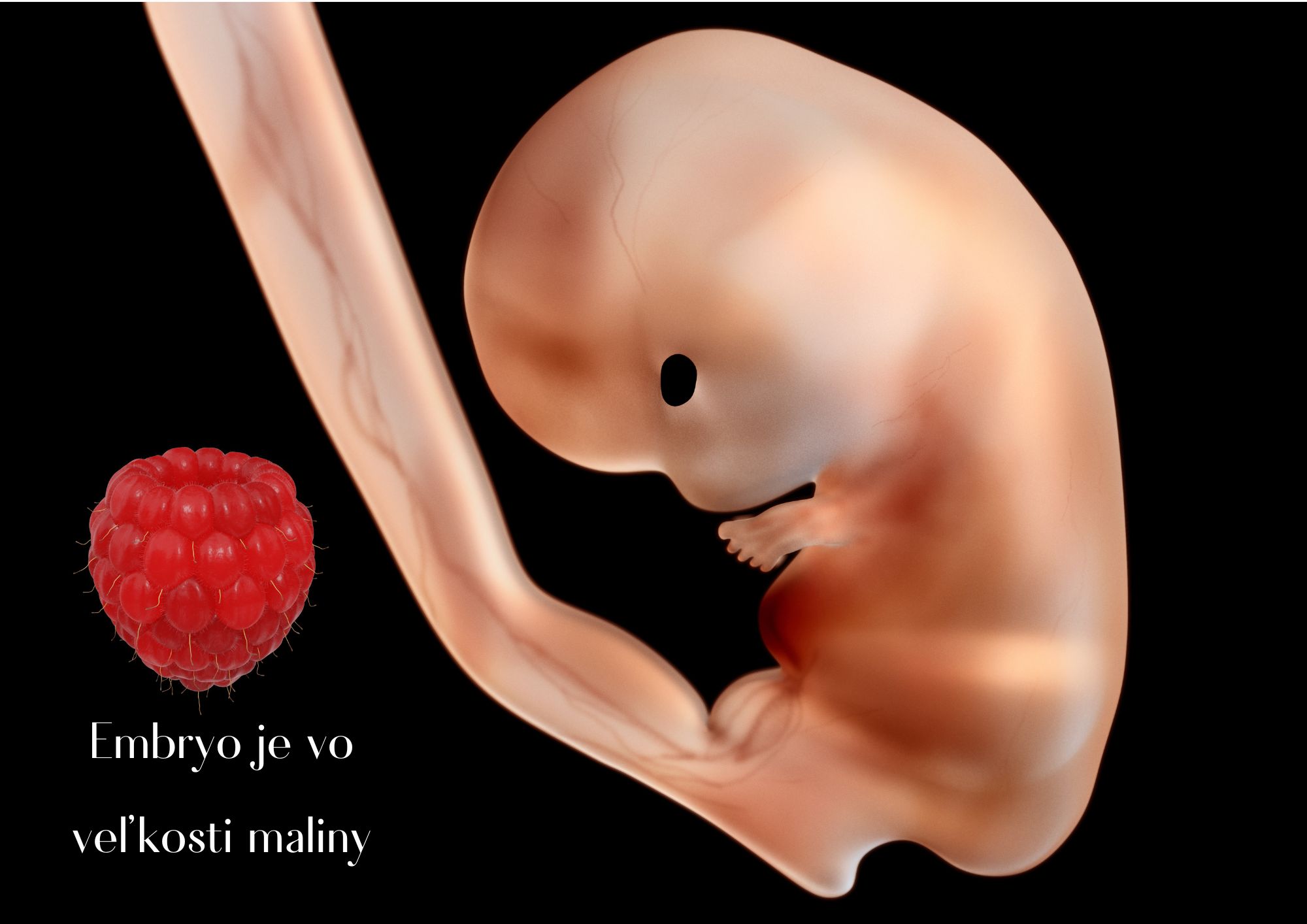 v 8. tyzdni je embryo vo velkosti maliny
